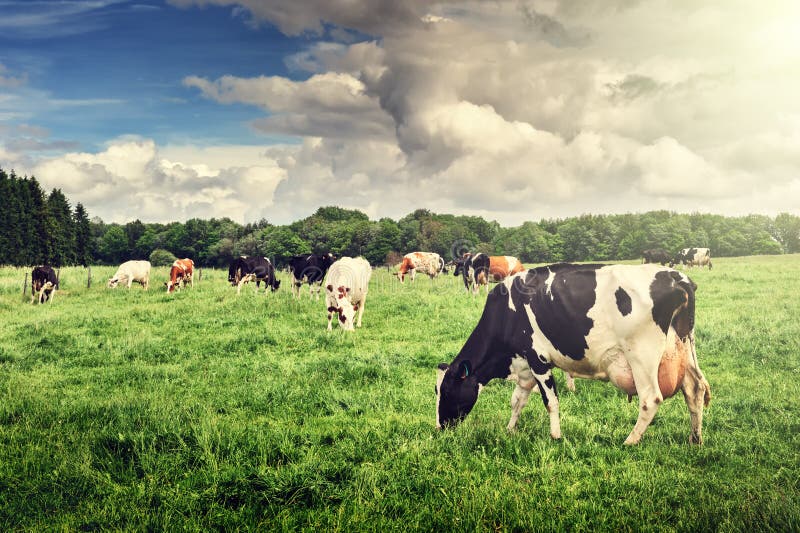 Herd of cows grazing at green field