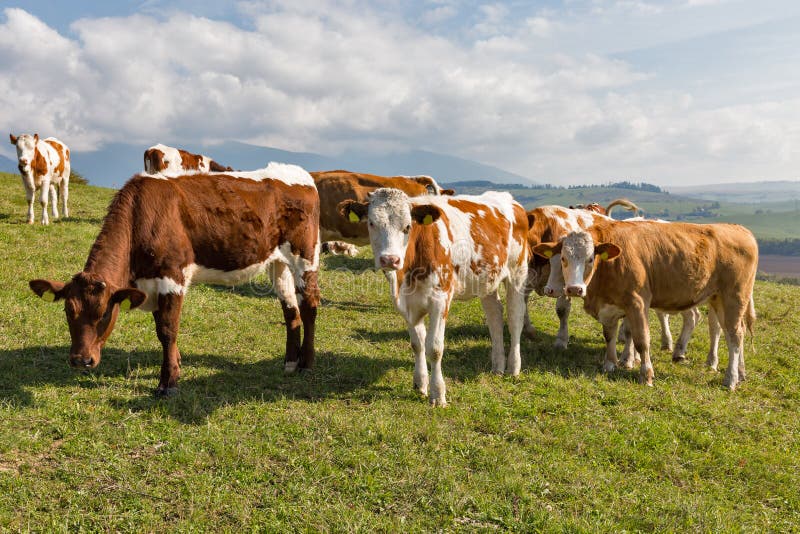 Beautiful Herd of Cows with Calf in Alps Meadow Stock Image - Image of ...