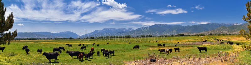 Herd of Cows grazing together in harmony in a rural farm in Heber, Utah along the back of the Wasatch front Rocky Mountains.