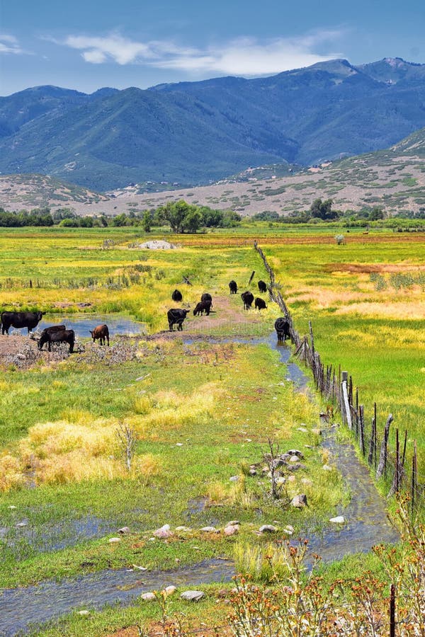 Herd of Cows grazing together in harmony in a rural farm in Heber, Utah along the back of the Wasatch front Rocky Mountains.