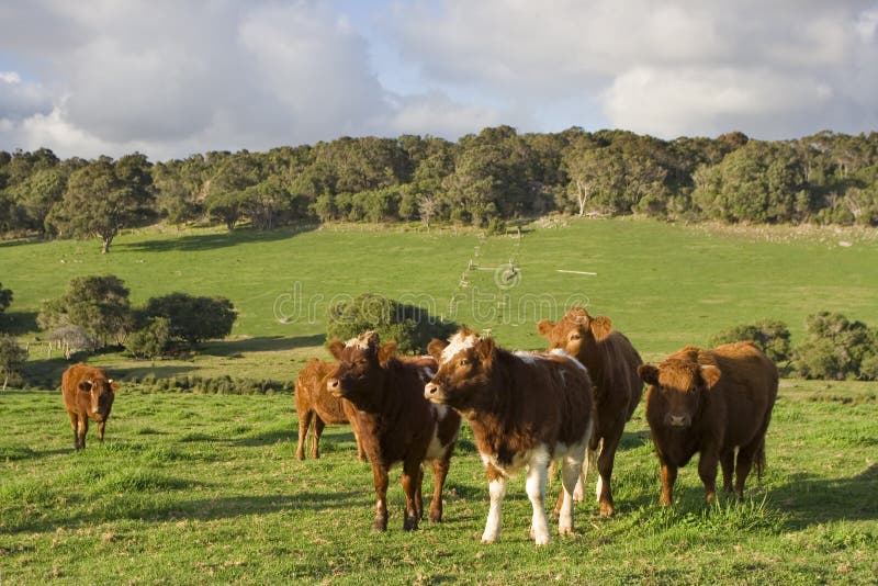A green field and livestock. royalty free stock images A green field and livestock. royalty free stock images