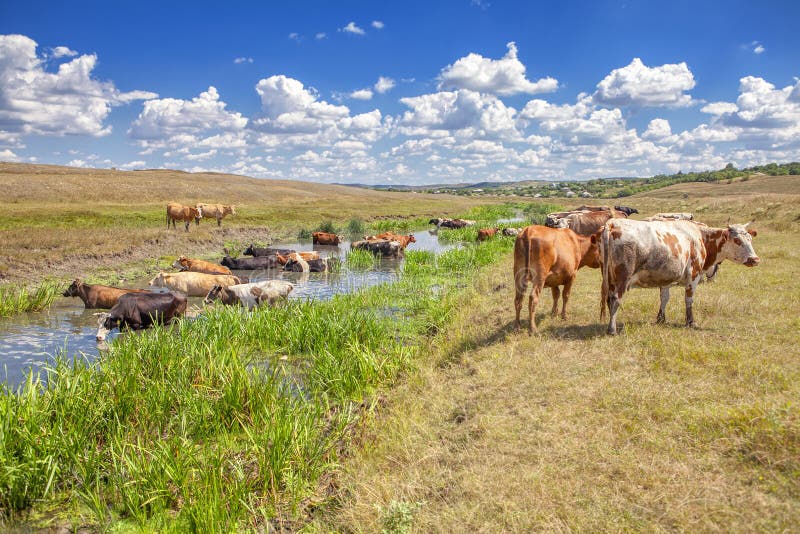 Herd of cows royalty free stock photos Herd of cows royalty free stock photos