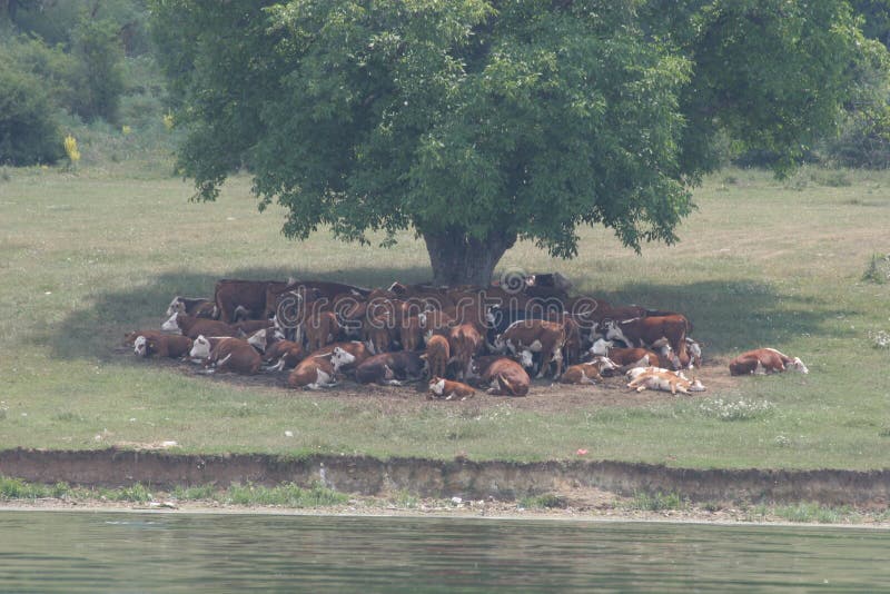 A herd of cows lying in the shade under a tree after grazing. Landscape with cows on a meadow near by lake. No post process, no sh