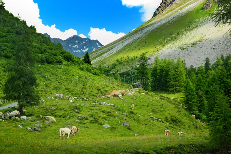 Herd of cows in mountain landscape. S near municipality of Sertig Dorfli, green meadow in the foreground, Davos, Switzerland royalty free stock photos Herd of cows in mountain landscape. S near municipality of Sertig Dorfli, green meadow in the foreground, Davos, Switzerland royalty free stock photos