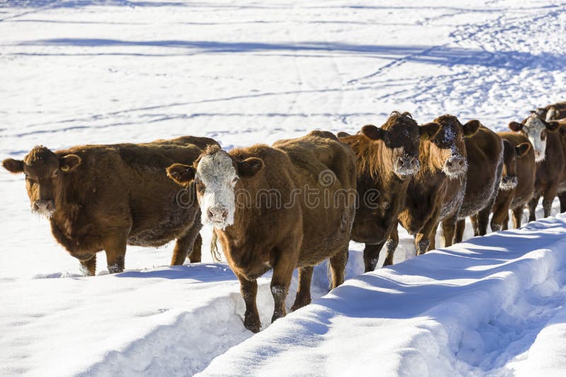 Herd of cows in a snowy field