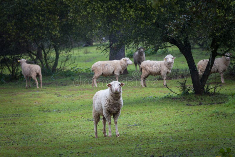 Herd of curious sheep looking at the camera royalty free stock images Herd of curious sheep looking at the camera royalty free stock images