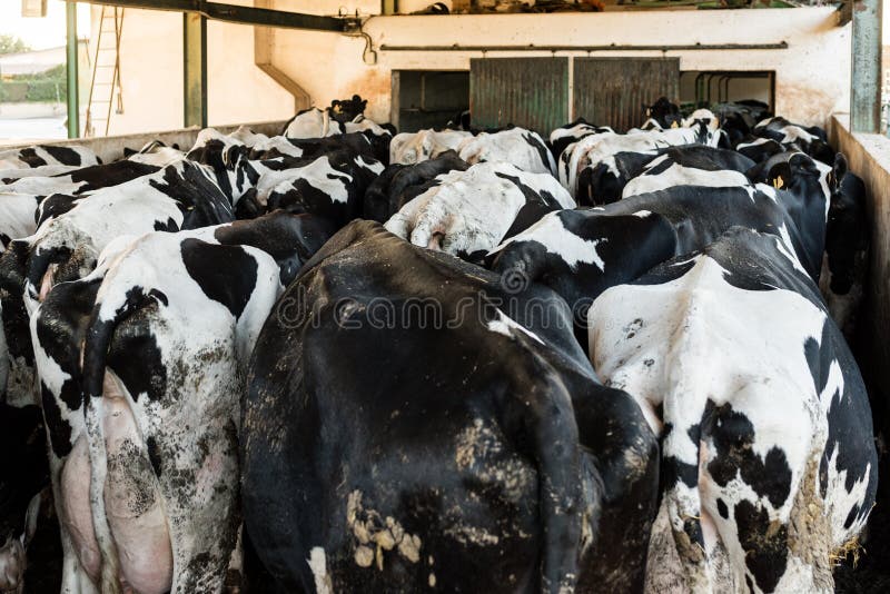 A Herd of Dairy Cows Out Grazing. Stock Photo - Image of grazing, trees ...