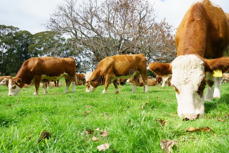 Herd of dairy cows. stock photo. Image of farm, hereford 53802122