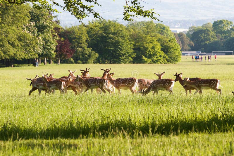 Herd of deer in park stock photos Herd of deer in park stock photos