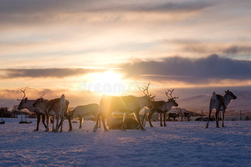 A herd of deer in the snow during sunset. Animals in wildlife. Winter landscape during sunset with deer.
