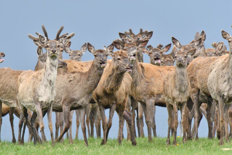 Herd of deer stag with growing antler grazing the grass close-up stock photo Herd of deer stag with growing antler grazing the grass close-up stock photo