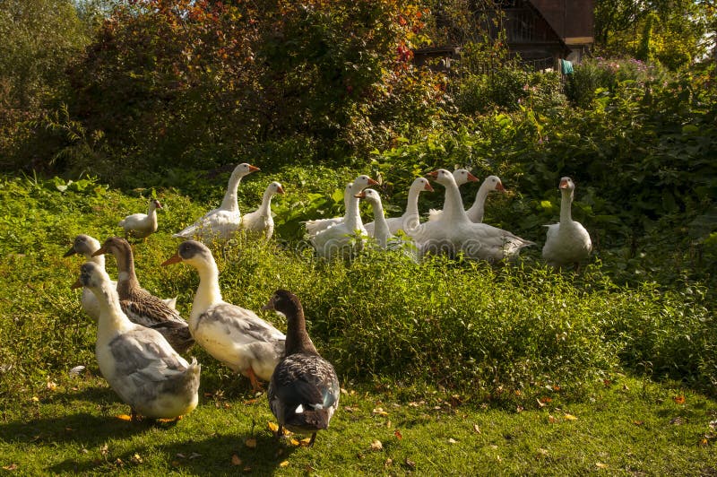 A herd of domestic geese