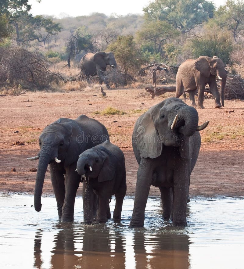 Herd of elephant drinking water stock image