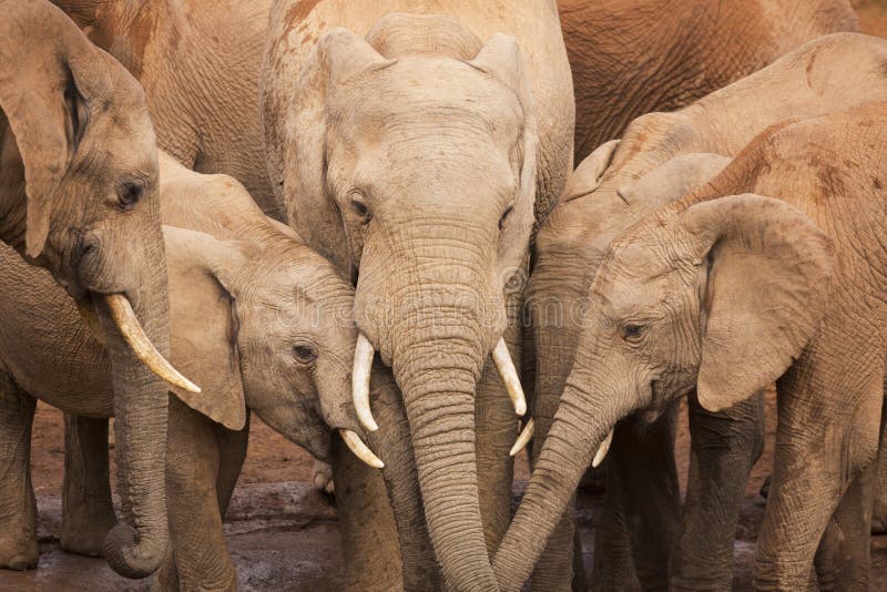 Herd of elephants in Addo Elephant NP, South Africa