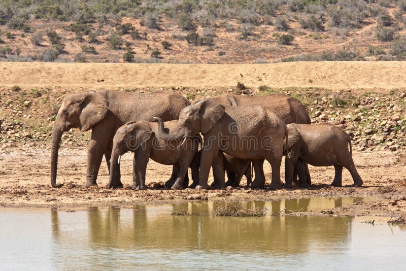 A herd of elephants in Addo Safari Park