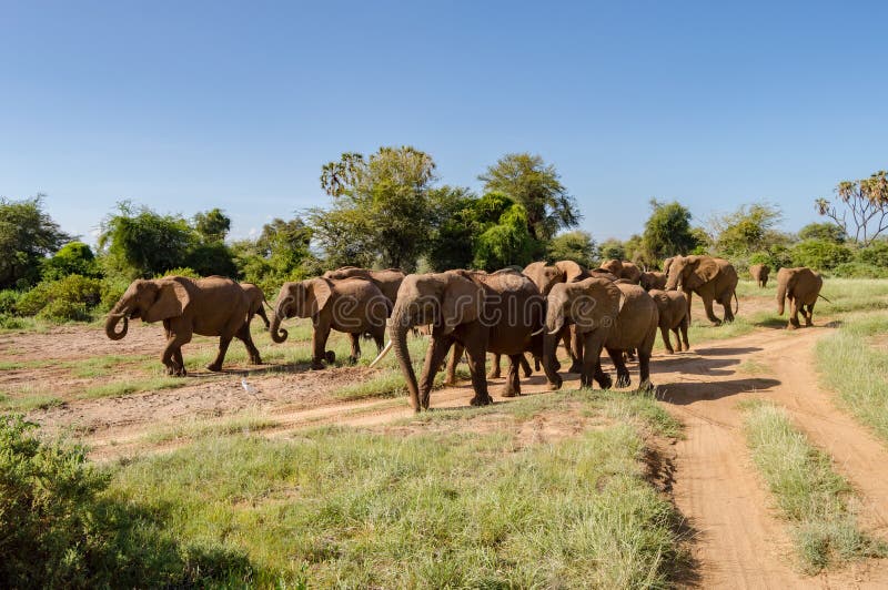Herd elephants in the savannah stock images