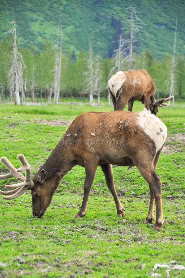 Herd of elk, Alaska stock photo. Image of deer, forest 33671750