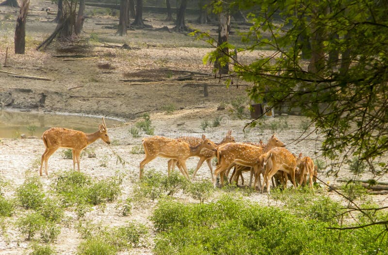 A herd of fallow deer or Chital  hoofed ruminant mammals â€“ Cervidae family spotted in the midst Of picturesque greenery forest