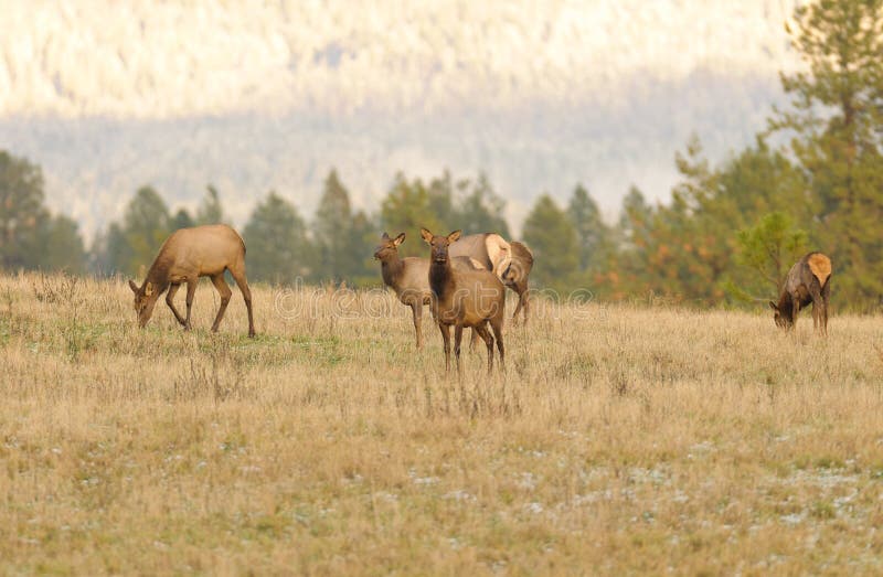 picture of female elk picture of female elk