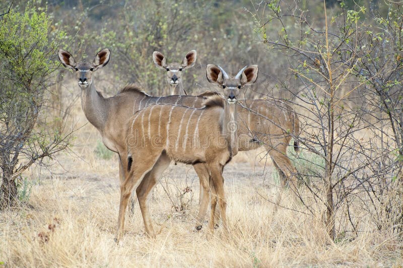 Herd of female Kudu stock photography