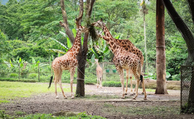 A Herd of Giraffes Eating at a Wildlife and Conservation Themed Zoo