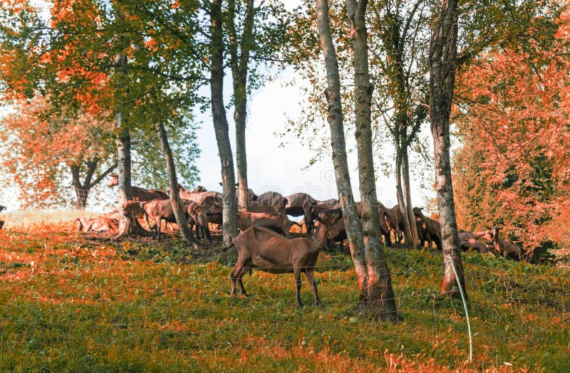 Farm animals in the forest, goats. Goat black white cartoon stock images, royalty-free photos and pictures