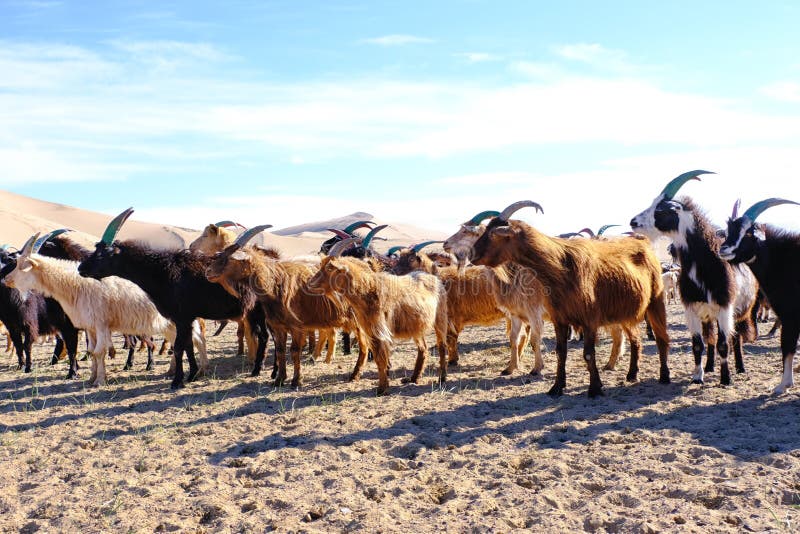 A herd of goats grazes on the border of the sandy desert stock photo