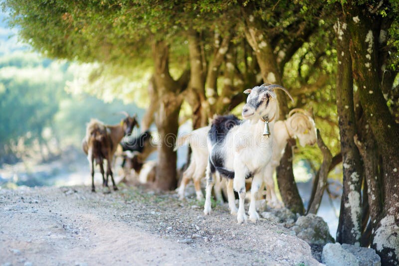 Herd of goats grazing by the road in Peloponnese, Greece. Domestic goats, highly prized for their meat and milk production royalty free stock photos Herd of goats grazing by the road in Peloponnese, Greece. Domestic goats, highly prized for their meat and milk production royalty free stock photos