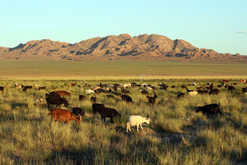 Herd of goats in Mongolian prairie royalty free stock photography