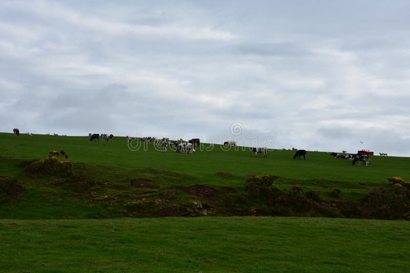 Grazing Cows Along the Sea Cliffs of St Bees