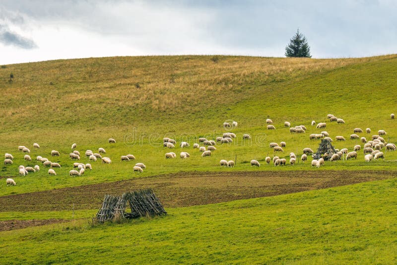 Stádo pasoucích se ovcí na louce ve venkovské krajině