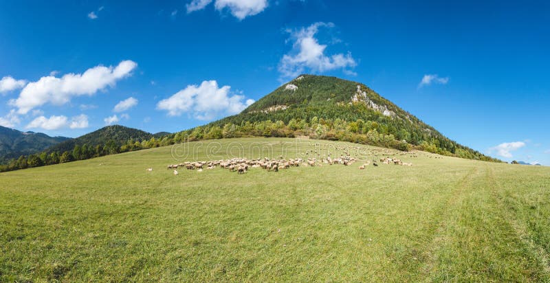 Herd of grazing sheeps on mountain pasture