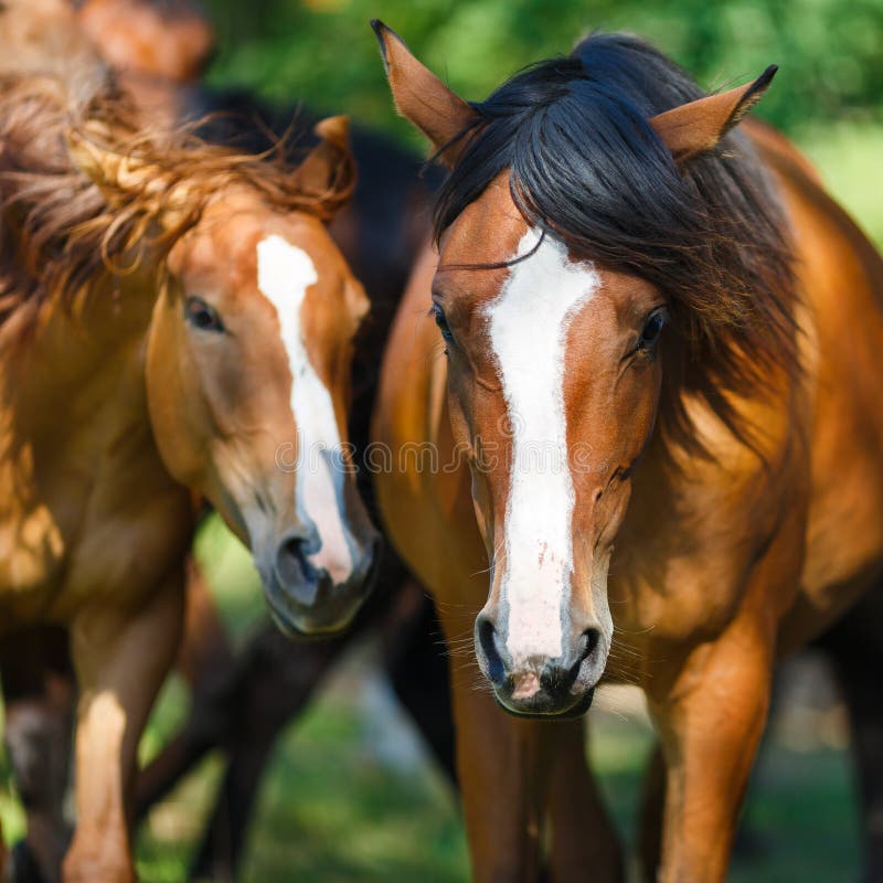 Herd of horse on the meadow