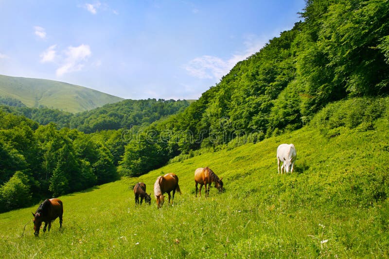 Herd of horses