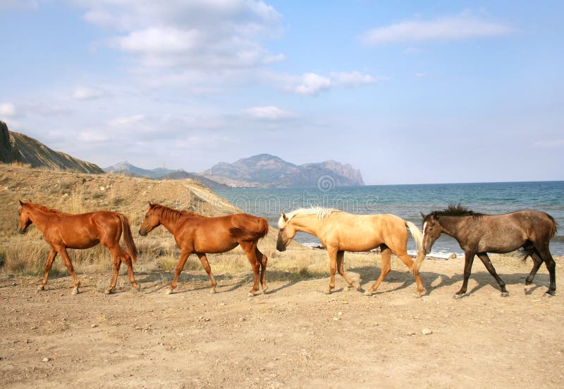 Herd of Horses