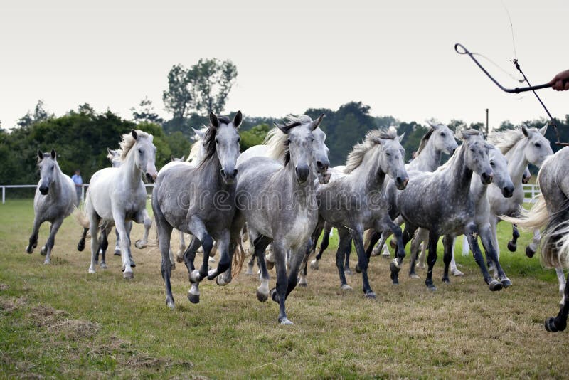 Herd of horses