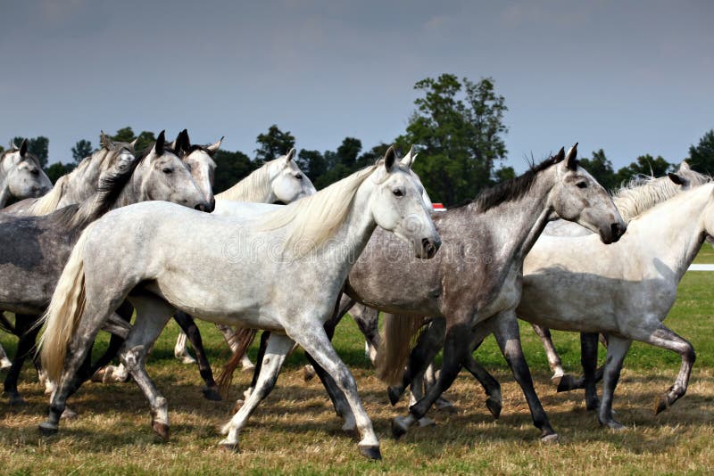 Herd of horses