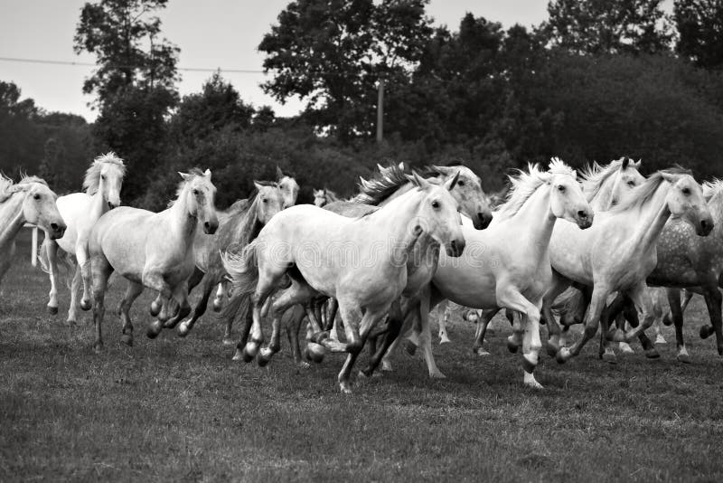 Herd of horses