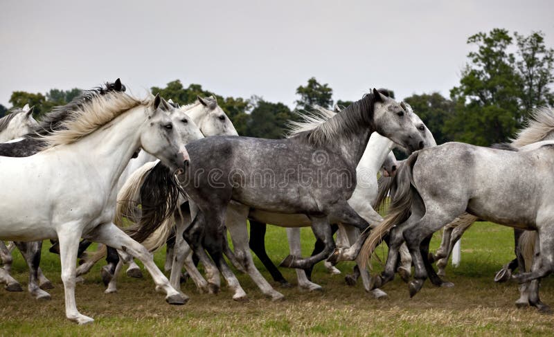 Herd of horses