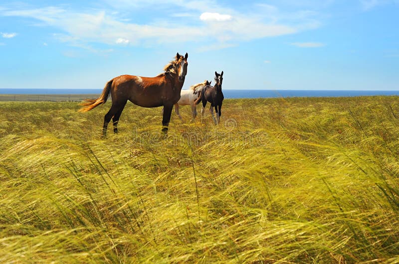 Herd of horses