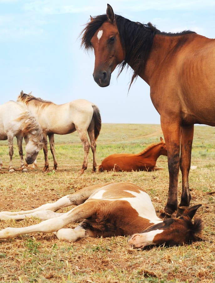 Herd of horses