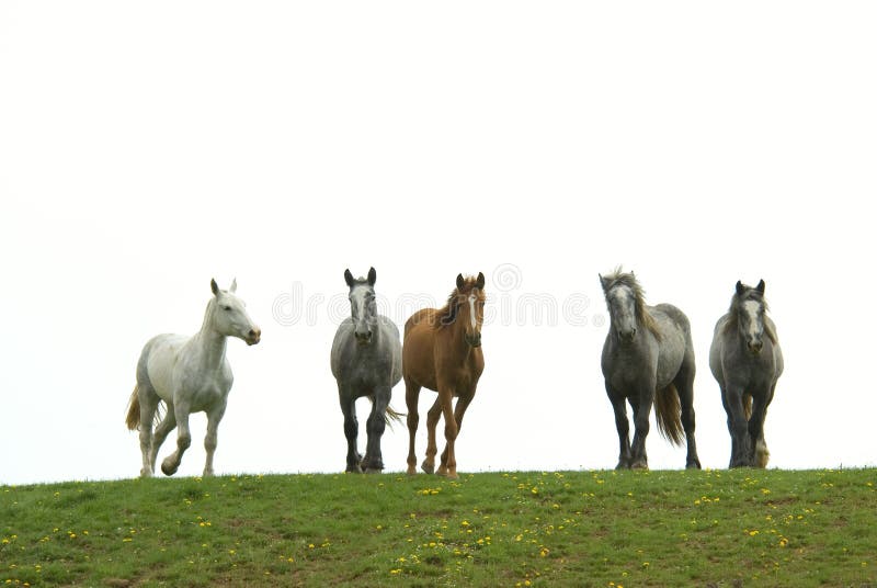 Herd of horses