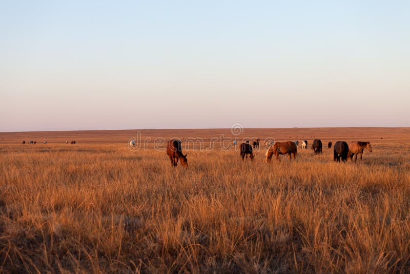 Herd of horses royalty free stock photo