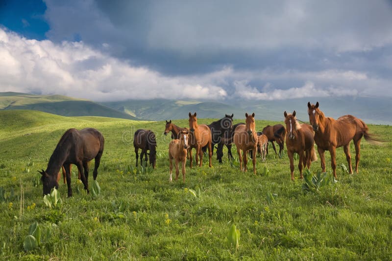 Herd of horses