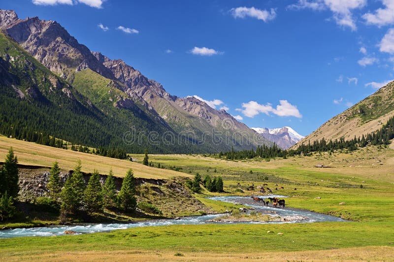 Herd of horses on an Alpine meadow, Tian Shan mountains, Kyrgyzstan royalty free stock image Herd of horses on an Alpine meadow, Tian Shan mountains, Kyrgyzstan royalty free stock image