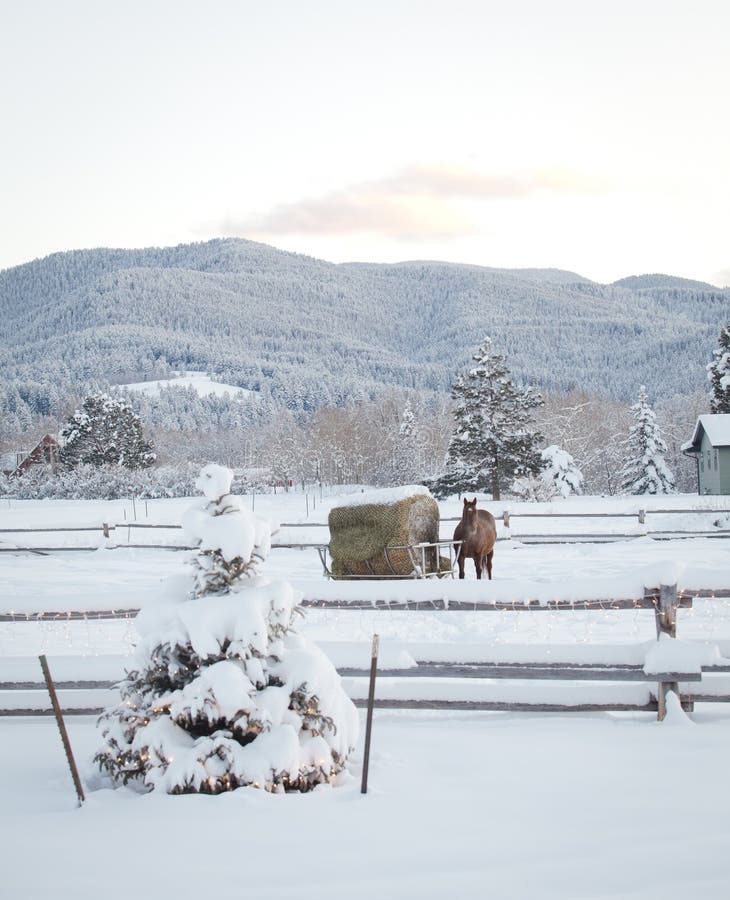 Herd of horses stock photo. Image