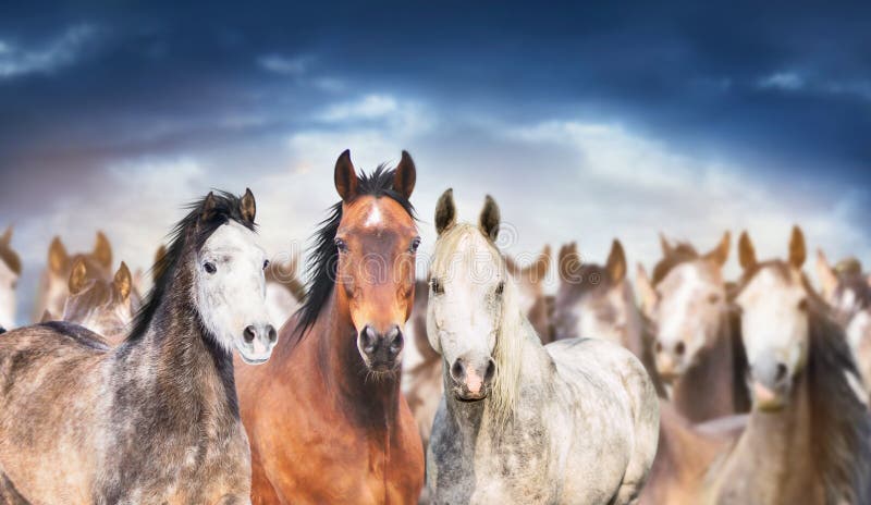 Herd of horses close up , against cloudy sky, banner