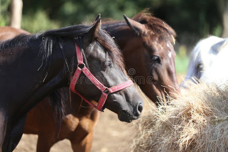 Herd of horses eating straw in field. Food