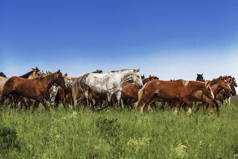 A herd of horses galloping in the field. On a sunny day