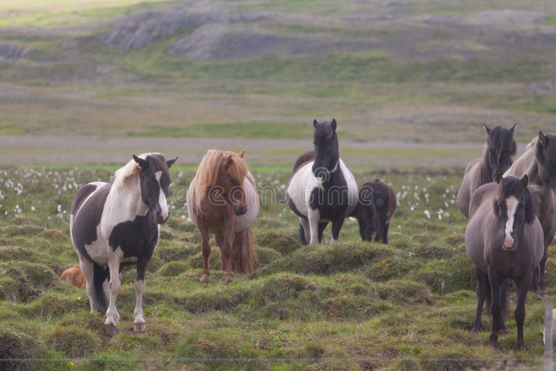 Herd of horses